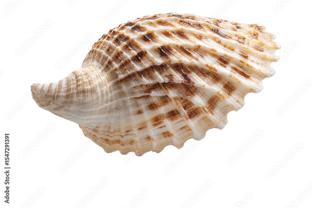 A shell with a brown and white pattern A shell with a brown and white pattern