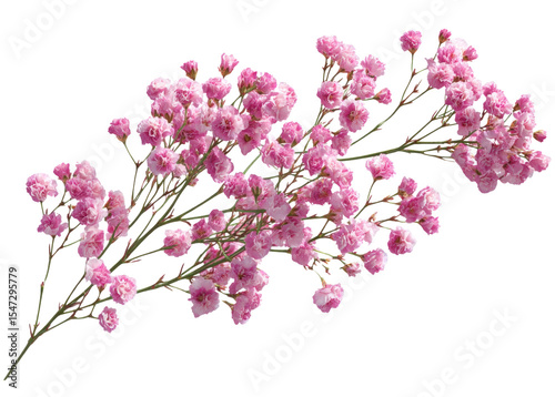 Pink flower shows delicate beauty, captivating everyone with its charm