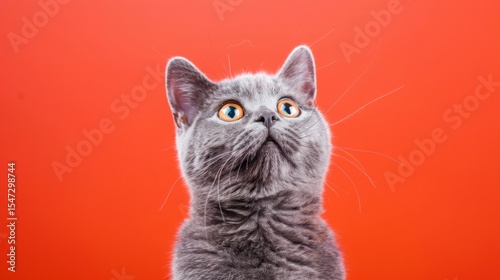 Gray cat, looking up, vibrant red background