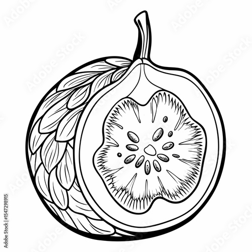 Detailed line art illustration of a halved sapote fruit with intricate internal details