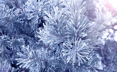 Horizontal Christmas background with pine branch, covered with frost. Holiday wintery banner with frozen branches of fir tree. Festive banner featuring a frosted fir branch. Photo toned in blue color