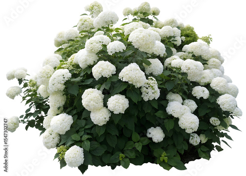  lush-hydrangea-annabelle-bush-with-a-profusion  png, ai generated