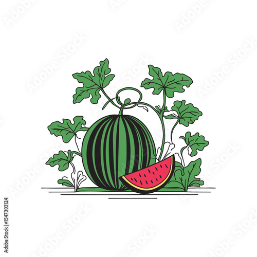 Simple outline of a fruiting watermelon plant