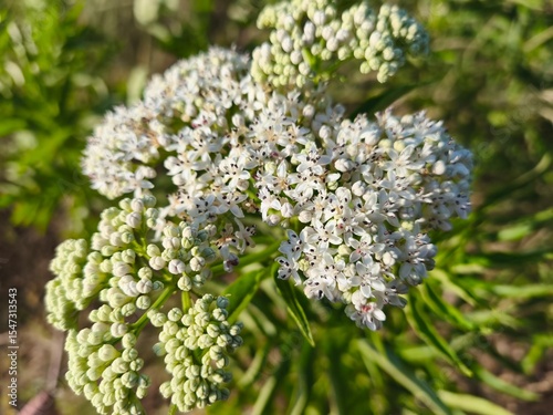 close up of a white flower on a branch.