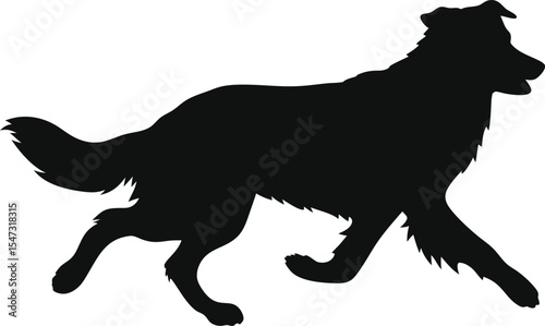 Running Australian Shepherd Silhouette: A Dynamic Outline of the Agile Herding Dog in Motion, Ideal for Expressing Intelligence and Active Spirit on a Pure White Background.