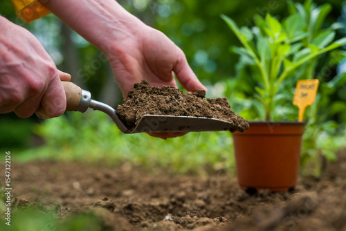 Planting dahlia plants in a flowerbed. Woman planting presprouted dahlia tubers in her garden.