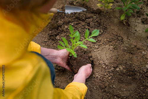 Planting dahlia plants in a flowerbed. Woman planting presprouted dahlia tubers in her garden.