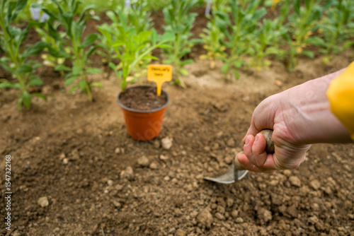 Planting dahlia plants in a flowerbed. Woman planting presprouted dahlia tubers in her garden.