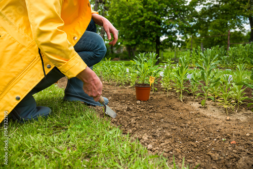 Planting dahlia plants in a flowerbed. Woman planting presprouted dahlia tubers in her garden.