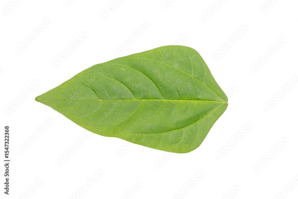 Obraz premium Isolated Green Leaf on Transparent Background PNG Natural Simplicity