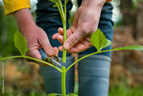 Gardener pinching dahlia plants. Pinching or snipping out a part of the new plants growth encourages plants to produce more branches, therefore more flowers.