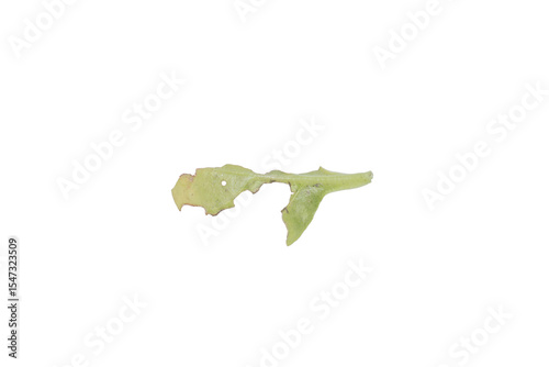 Wallpaper Mural Perforated Leaf PNG Image Isolated on Transparent Background for Design Use Torontodigital.ca