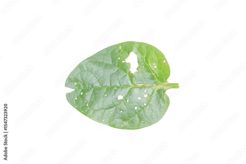 custom made wallpaper toronto digitalLeaf with Holes PNG Image Isolated on Transparent Background for Creative Use