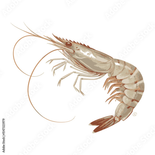 Realistic Shrimp Artwork for Seafood-Themed Designs