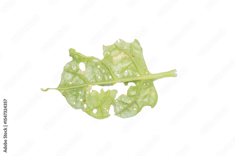 custom made wallpaper toronto digitalDamaged Leaf with Holes on Transparent Background PNG for Botanical Studies