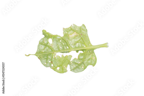 Wallpaper Mural Damaged Leaf with Holes on Transparent Background PNG for Botanical Studies Torontodigital.ca