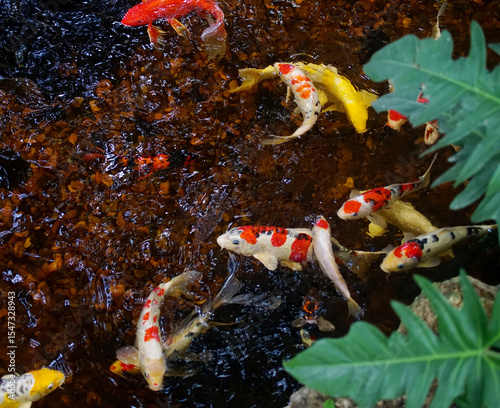 Group of Koi fish at pool with leaf foreground