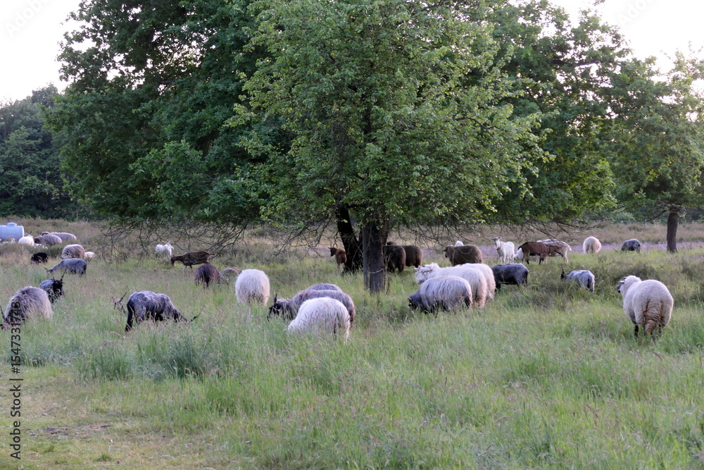 Obraz premium Schafe in der Heide von Waldacker
