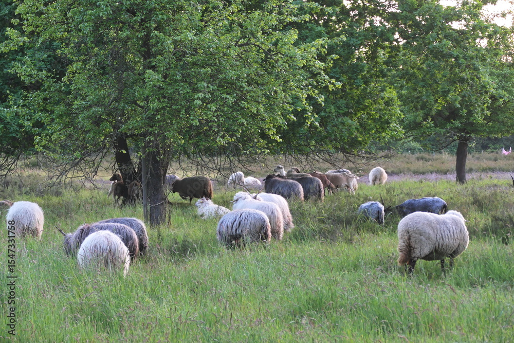 Obraz premium Schafe in der Heide von Waldacker