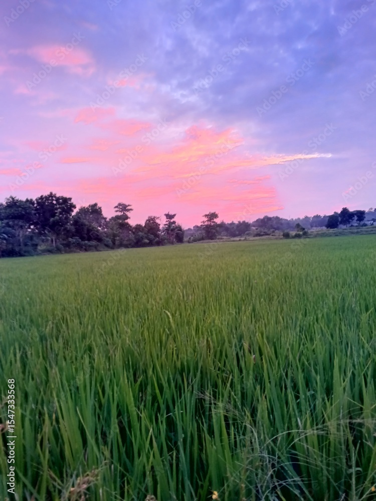 Obraz premium sunset over field