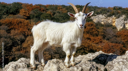 On a rocky surface, a grown goat stands with poise, its elegantly curved horns a notable feature