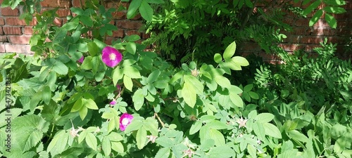 A lush green garden with vibrant purple flowers against a backdrop of a weathered red brick wall.