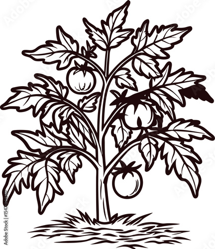Hand drawn tomato plant with ripe fruit and leaves vintage botanical illustration on white background