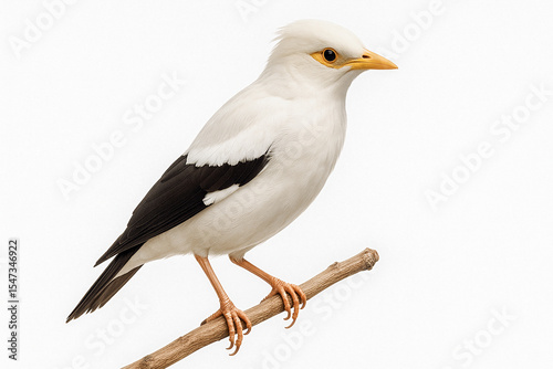 White starling bird with yellow beak and black wings perched on wooden branch against plain background.