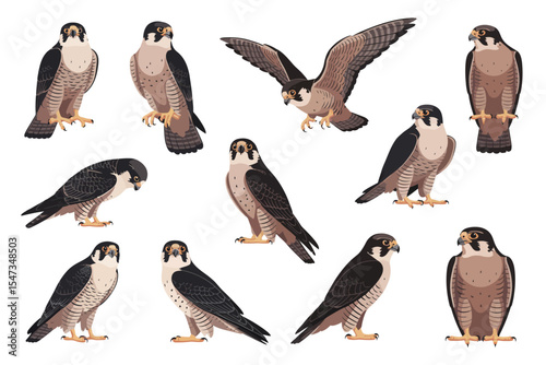 Collection of Peregrine Falcon Illustrations in Various Poses