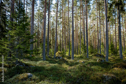 Wallpaper Mural Magical fairytale pine forest. Forest therapy and stress relief. Torontodigital.ca