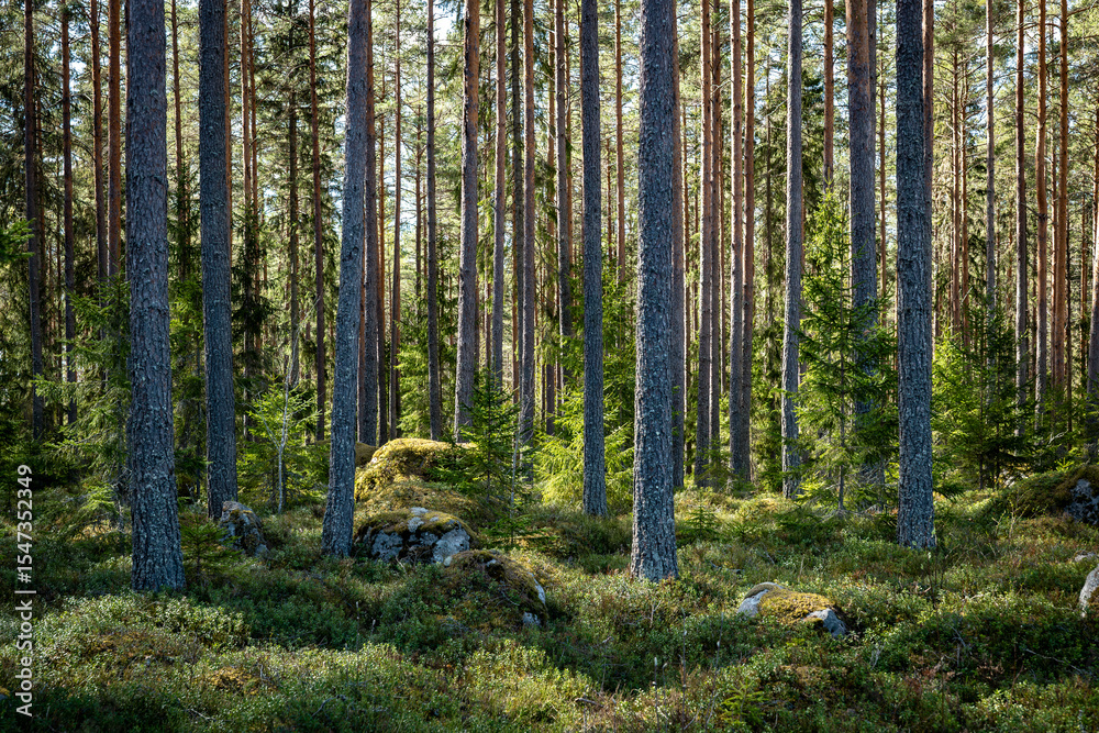 Obraz premium Magical fairytale pine forest. Forest therapy and stress relief.