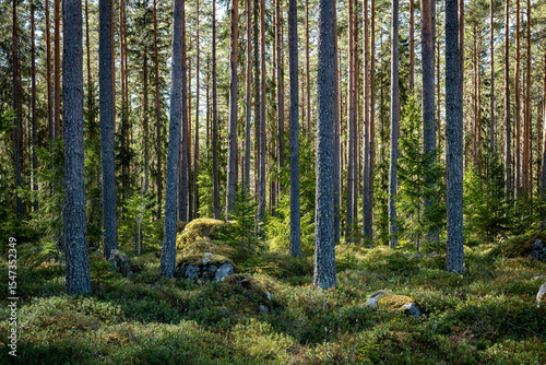 Wallpaper Mural Magical fairytale pine forest. Forest therapy and stress relief. Torontodigital.ca