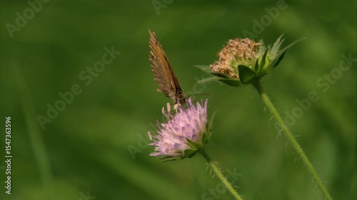 meadow brown butterfly feeding on nectar from purple flower