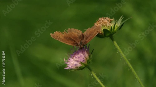 meadow brown butterfly feeding on nectar from purple flower