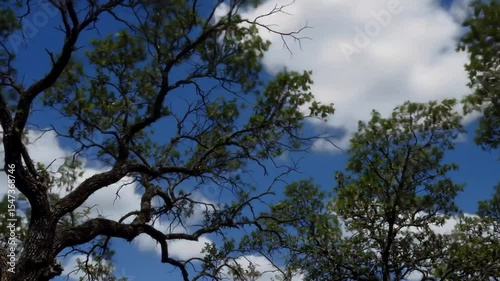 Fast Clouds Moving Across Sky in Time-Lapse View