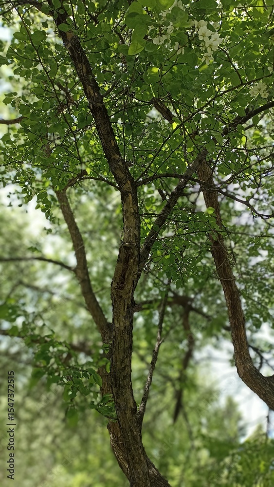 Fototapeta premium Experience the beauty of nature with this stunning image of a tree adorned with vibrant green leaves and delicate white flowers, capturing the essence of spring and natural splendor.