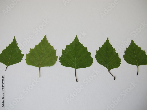 Pressed birch leaves in row laid on a white sheet of paper