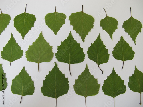Pressed birch leaves in row laid on a white sheet of paper