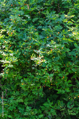 Salmon Berries (Rubus spectabilis)
