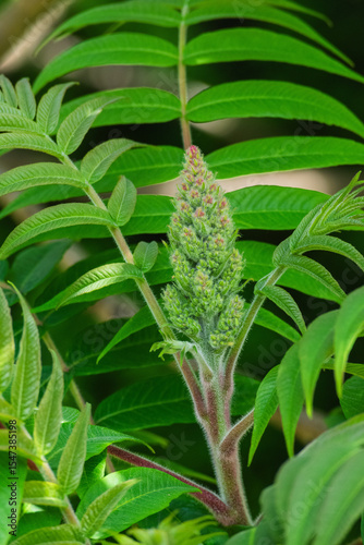 Staghorn sumac (Rhus typhina)