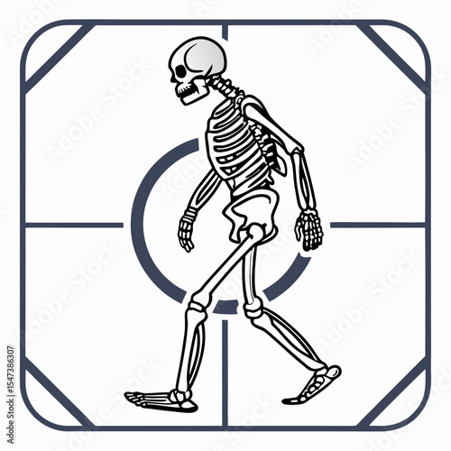 Walking skeleton anatomy medical illustration