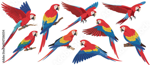 Collection of Scarlet Macaw Parrots in Various Poses
