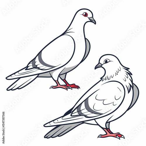 Two white pigeons illustrated bird pair drawing