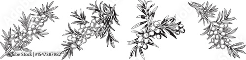 Sea Buckthorn Branches Vector Illustration, Isolated on White Background.
