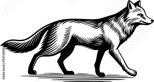 Hand drawn walking fox black and white vintage engraved illustration isolated on white background