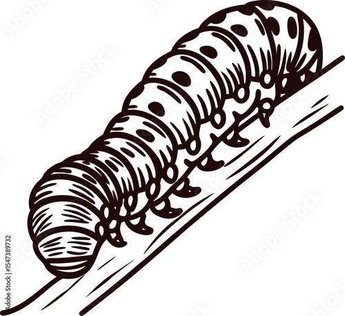 Detailed vintage line drawing of caterpillar crawling on tree branch, isolated insect illustration in engraving