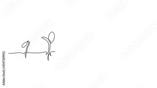 Animated self drawing of continuous line draw of step of grow plant.Seeds sprout in ground. Seedling gardening plants, sprouts.  Full length one line animation. 4K