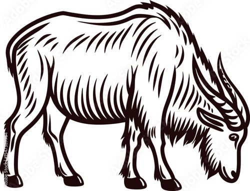 Engraved drawing of a grazing bison with detailed fur and horns, isolated on clean white background