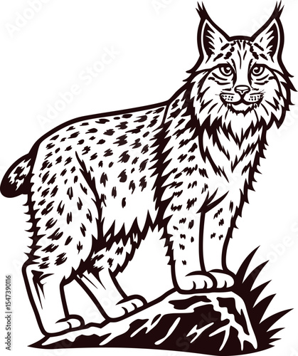 engraved illustration of wild lynx standing on rocky terrain, detailed fur texture, bold black and white drawing