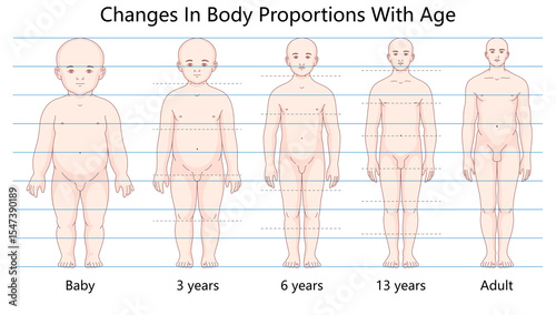 Φωτογραφία diagram showing how human body proportions evolve with age, from infancy to adulthood, highlighting growth and development stages hand drawn schematic raster illustration